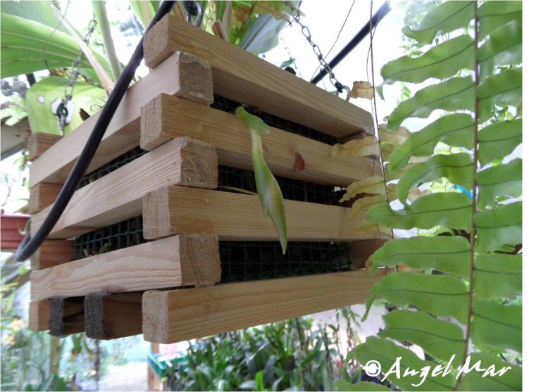 Orquídeas en casa: guía práctica para que florezcan como en un vivero