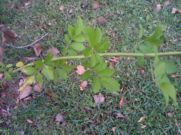 El cuidado del rosal: Eliminación de chupones para una floración óptima