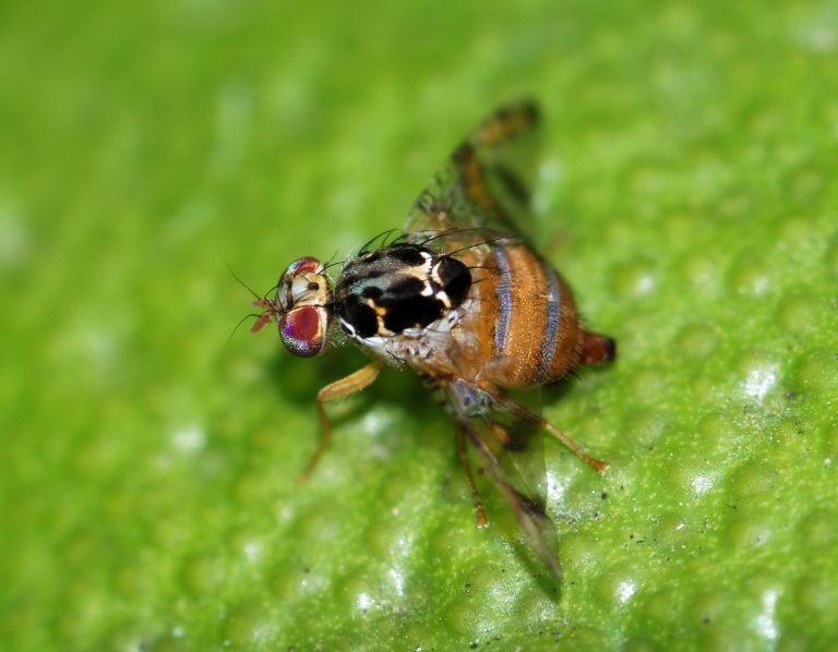 Jardinería práctica: Hoy conoceremos “mosca de la fruta”