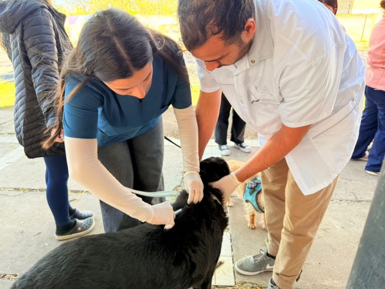 Vacunaron a 1750 mascotas en la quinta campaña antirrábica de General Pico