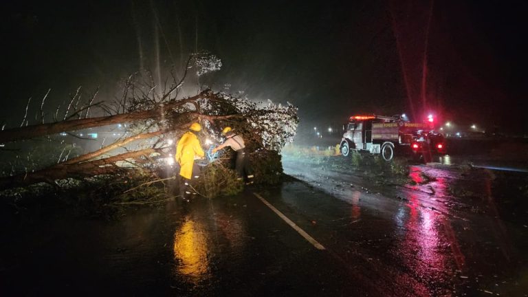 Fuerte temporal en General Pico: Viento y lluvia provocaron la caída de árboles en la ciudad y rutas aledañas