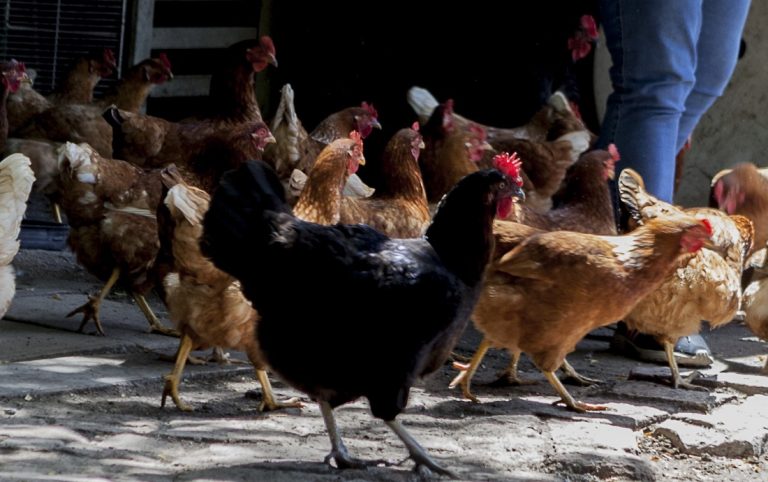 Se refuerzan las acciones de vigilancia en predios de aves de traspatio de La Pampa