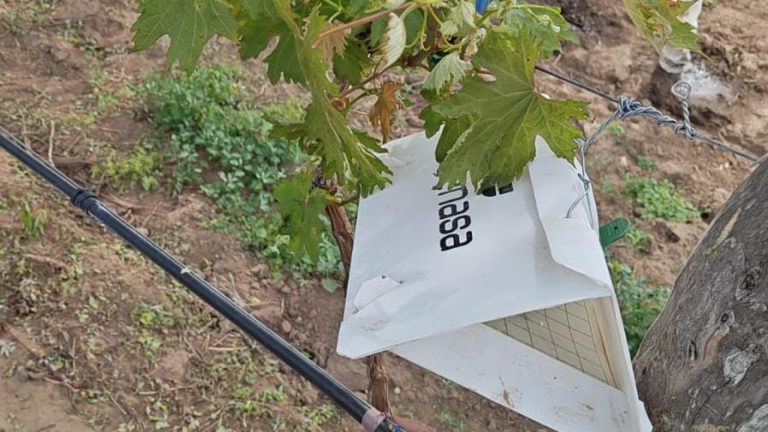 Dos nuevos viñedos se sumaron a la red de monitoreo de la polilla de la vid en Quemú Quemú y Guatraché