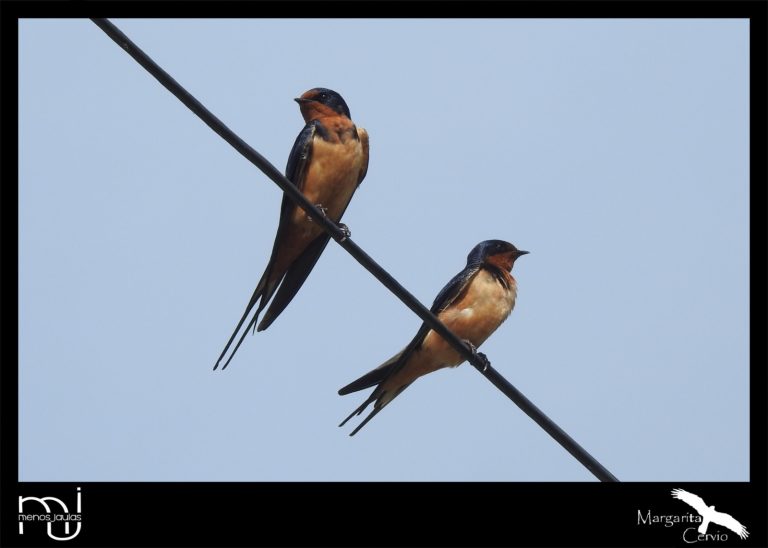 Menos Jaulas – columna de aves pampeanas: hoy conocemos a la Golondrina tijerita