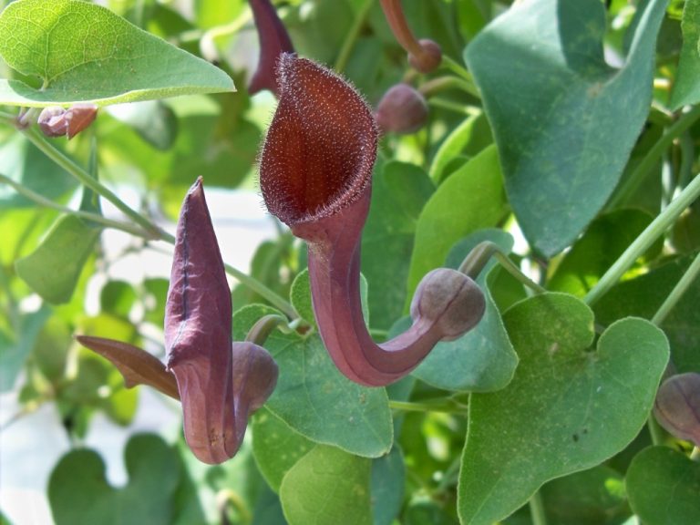 Jimena Asquini presentó la “Aristolochia”, una enredadera ‘tramposa’ ideal para los jardines de Pico