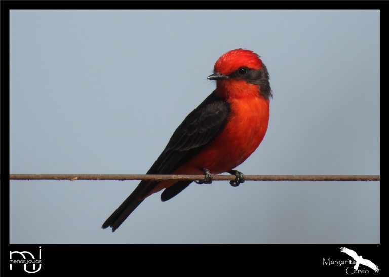 Menos Jaulas – Columna de aves de La Pampa: hoy conocemos el Churrinche