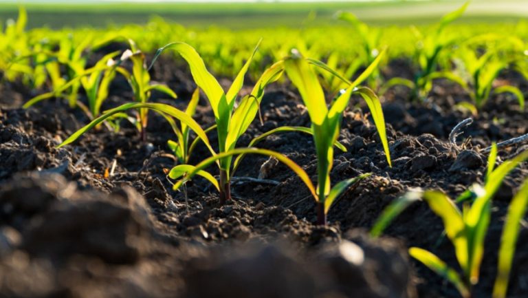 Nueva línea de financiamiento para el agro en La Pampa: hasta $500.000 por hectárea