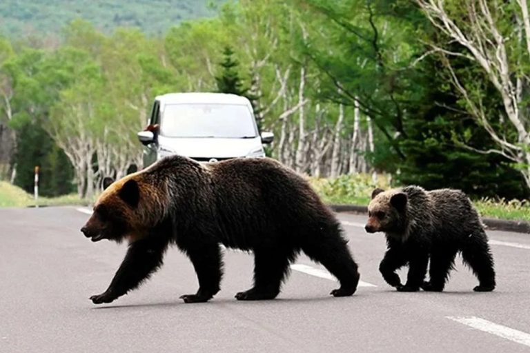 Récord en Japón: siete muertos por ataques de osos en lo que va del año