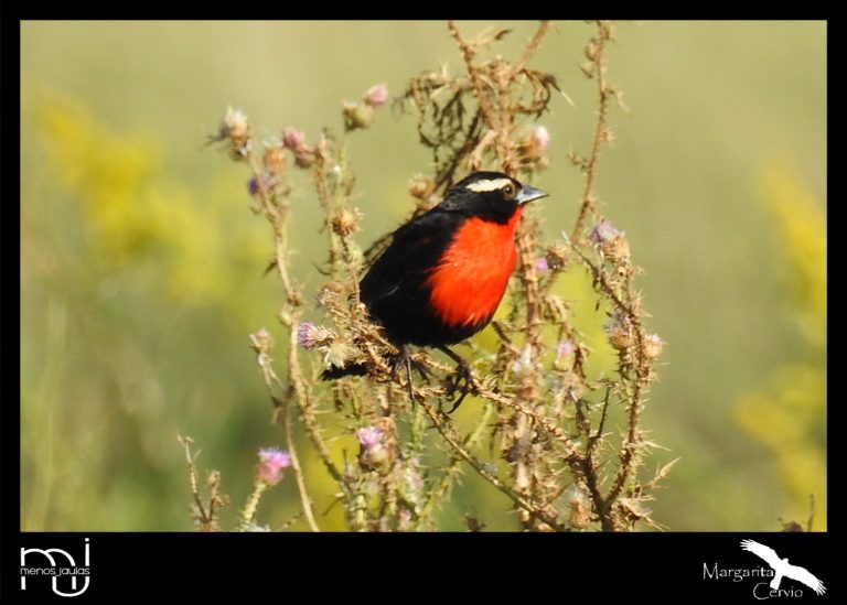 Menos Jaulas: Columna de aves pampeanas