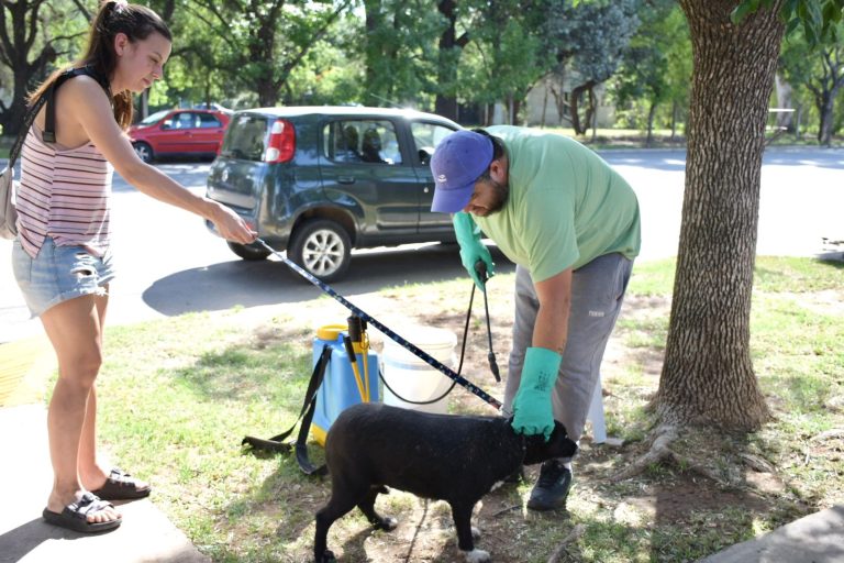 Campaña contra la garrapata y vacunación antirrábica: conocé el cronograma en General Pico
