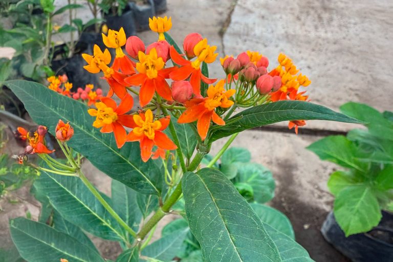 Secretos de un jardín vibrante: las mejores plantas para atraer mariposas y colibríes