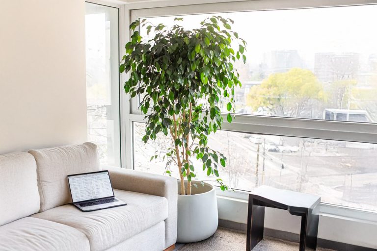 El ficus, una de las plantas de interior más populares: Jimena Asquini revela los secretos para su cuidado
