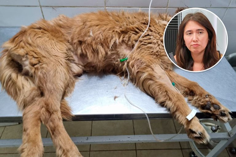 Perros dogos mataron a una mascota en General Pico: la familia pide respuestas
