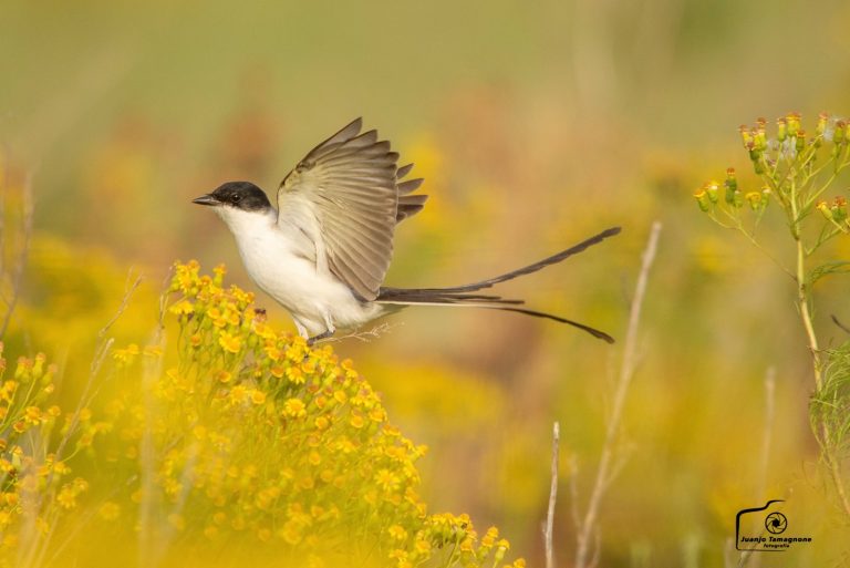 Menos Jaulas, un encuentro con la libertad y las aves: hoy hablamos de la Tijereta