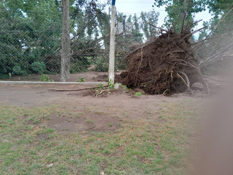 Intendente Alvear: ráfagas de más de 100 km/h provocaron serios destrozos, “nos sorprendió por su violencia y por la magnitud de los daños” aseguró la intendente