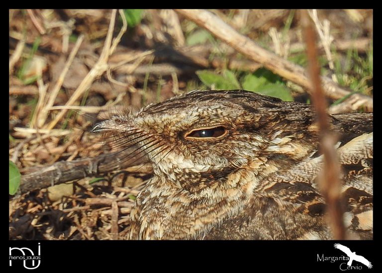 Menos Jaulas: columna de aves pampeanas, hoy conocemos al Atajacaminos tijera