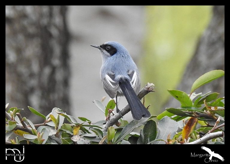 Menos Jaula: Hoy les propongo conocer a la ‘tacuarita azul’ (Polioptila dumicola)