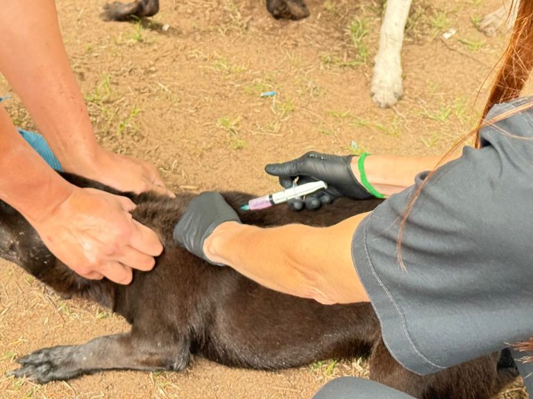 Exitosa campaña de sanidad animal: se realizaron casi 2.000 aplicaciones gratuitas contra la rabia y garrapatas