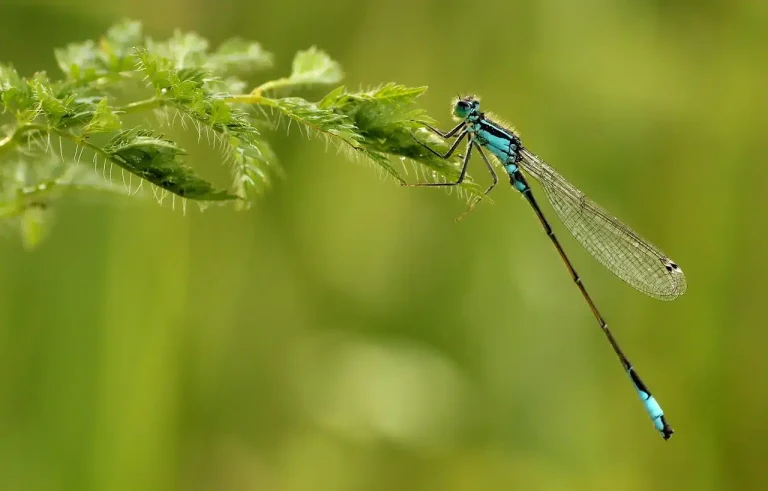 Alguaciles y libélulas: por qué son aliados clave contra los mosquitos