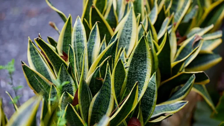 Jimena Asquini: “La Sansevieria es una planta ideal para quienes no tienen tiempo de cuidarla”