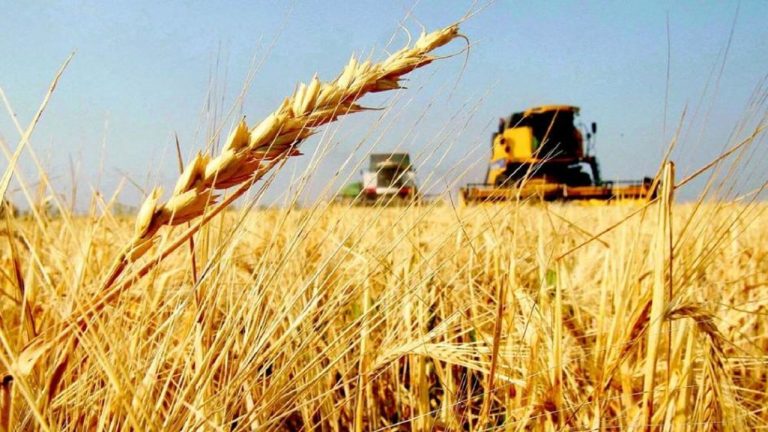 Prevén una cosecha récord de trigo en la campaña 2025/26 pese a los precios internacionales bajos
