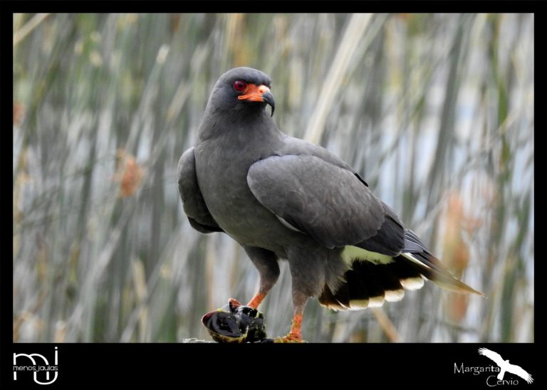 Menos Jaula: Hoy les propongo conocer al Caracolero (Rostrhamus sociabilis)