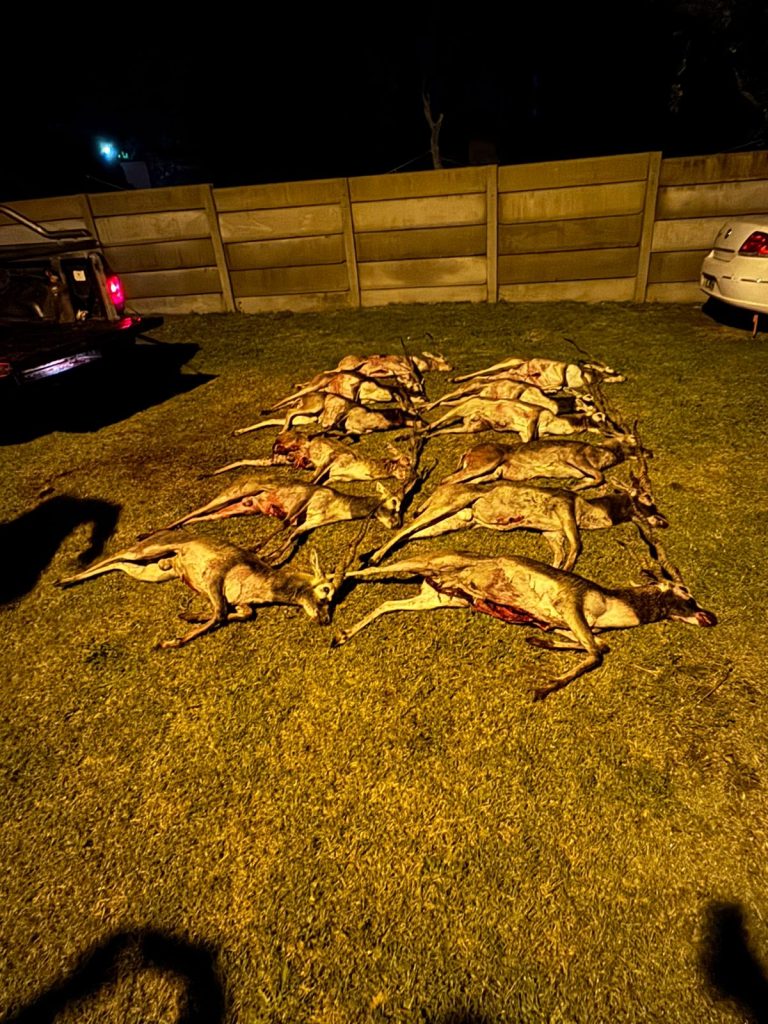 Secuestran 12 antílopes producto de la caza ilegal en un operativo sobre la Ruta Provincial 18