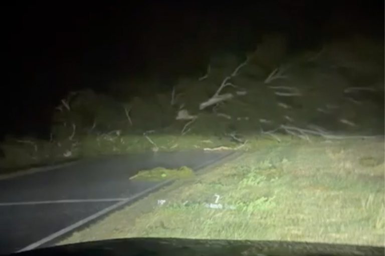Fuertes vientos provocaron la caída de un árbol y el corte total de la ruta 1 cerca de Trili