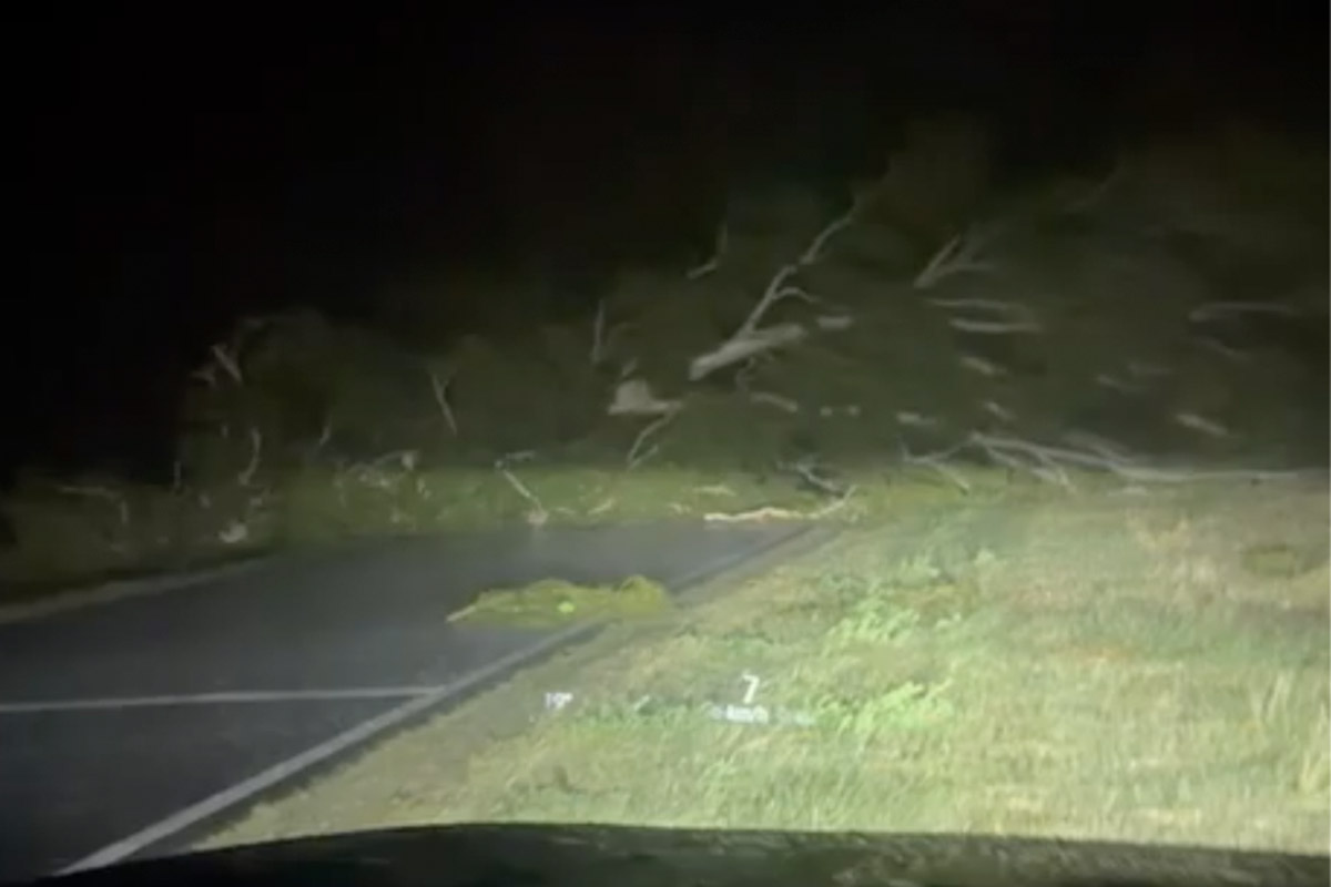 Fuertes vientos provocaron la caída de un árbol y el corte total de la ruta 1 cerca de Trili