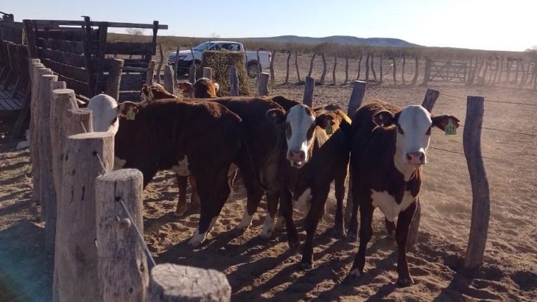 Fiebre aftosa: Senasa realiza intensos controles en establecimientos ganaderos del sur de La Pampa