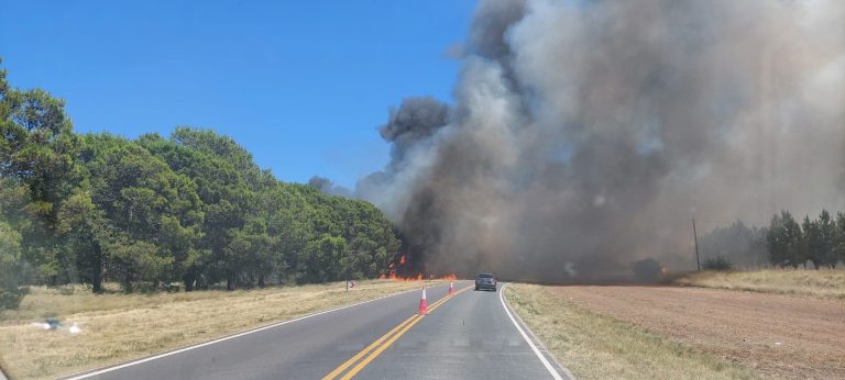 Alerta en la ruta 101: un incendio de pinos genera una densa cortina de humo cerca de Speluzzi