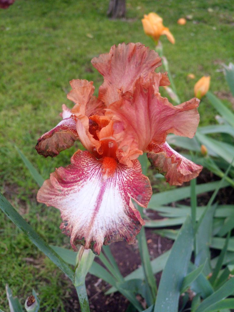Mes decisivo para el jardín: qué hacer ahora para asegurar floración y buen crecimiento