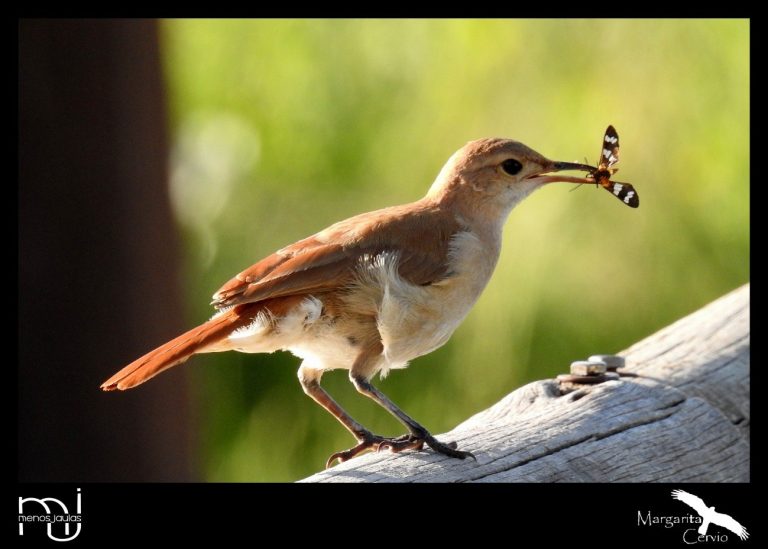 Menos Jaulas – Columna de aves pampeanas: El Hornero, un símbolo de trabajo y perseverancia