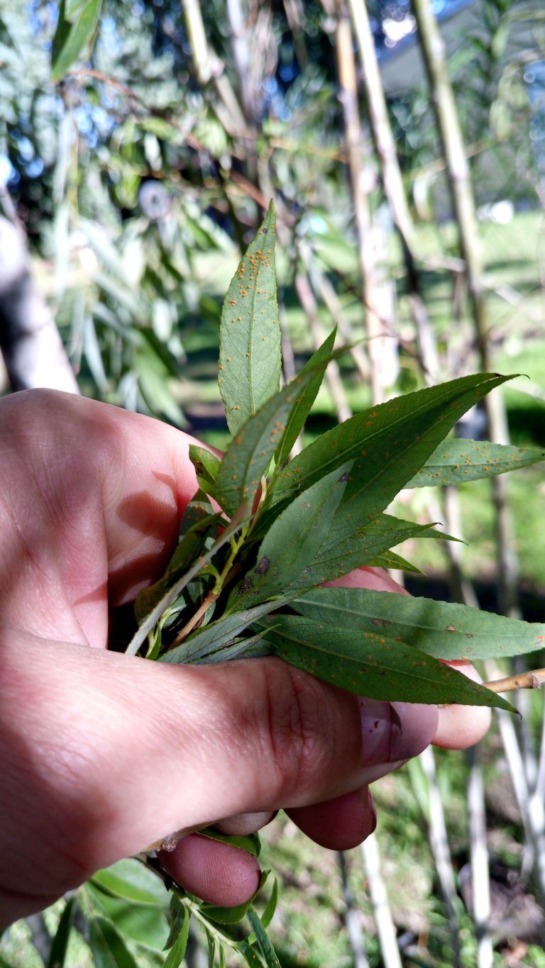 Guía para proteger los sauces: cómo identificar y combatir las plagas y enfermedades más comunes