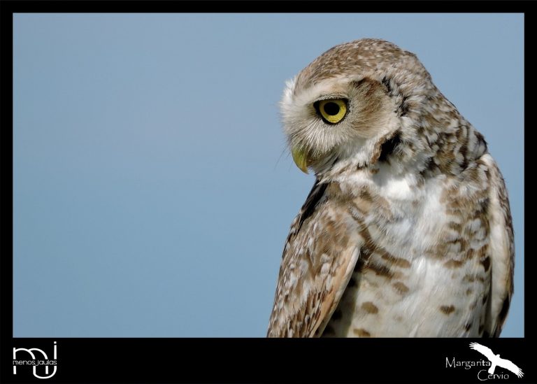 Menos Jaula: Hoy conoceremos a la Lechucita Vizcachera (Athene cunicularia), una depredadora de escorpiones