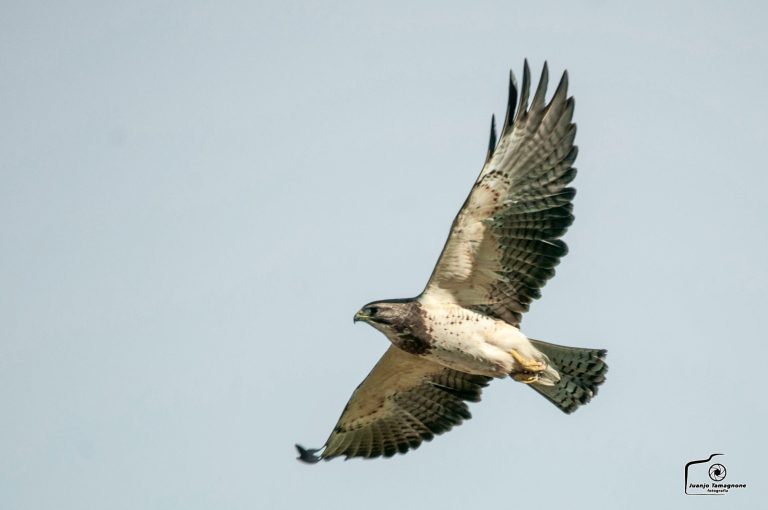 “Menos Jaulas – Columna de aves pampeanas: hoy presentamos al Aguilucho Langostero