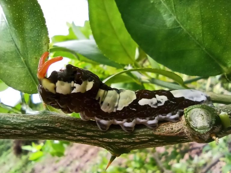 Alerta en los jardines: Jimena Asquini explica cómo combatir la plaga ‘perro de los naranjos’ en los cítricos