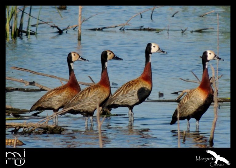Menos Jaulas – Columna de Aves Pampeanas:  El Pato Sirirí, un ícono del folclore pampeano
