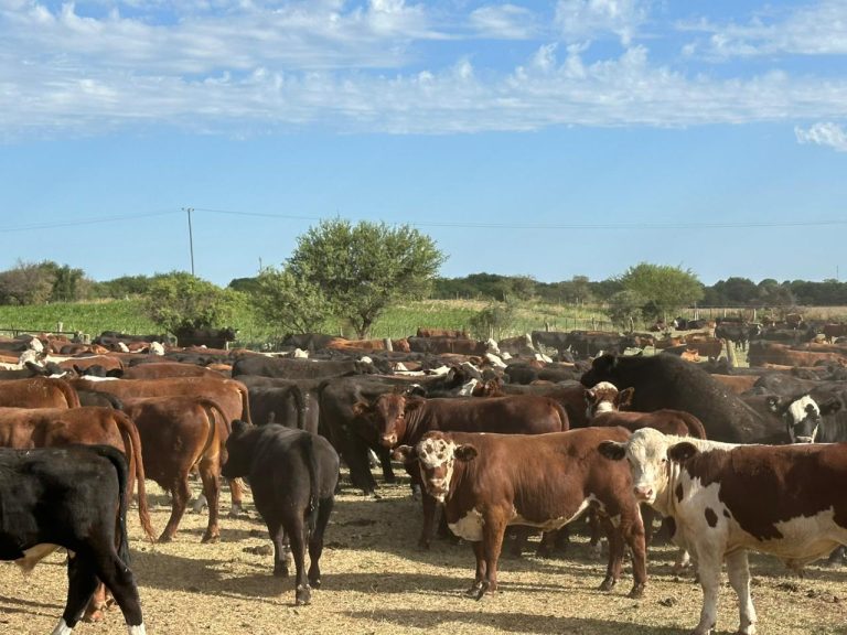 Estafa millonaria en Rancul: recuperan más de mil vacunos en un feedlot de Córdoba tras un tenso operativo