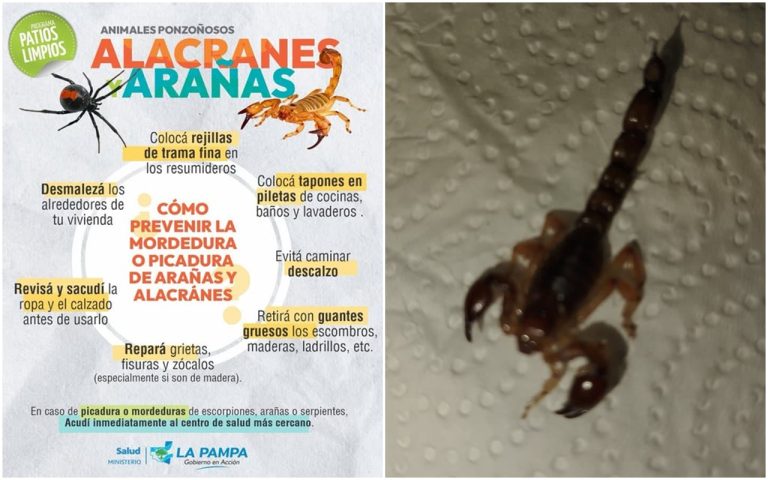 Alerta en Barrio Federal: tras la picadura a un adolescente, vecinos reportan la aparición de otro alacrán