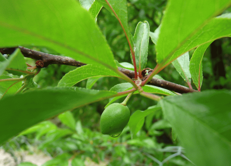 JARDINERIA PRACTICA: Alerta en los huertos: el aborto prematuro de frutos 