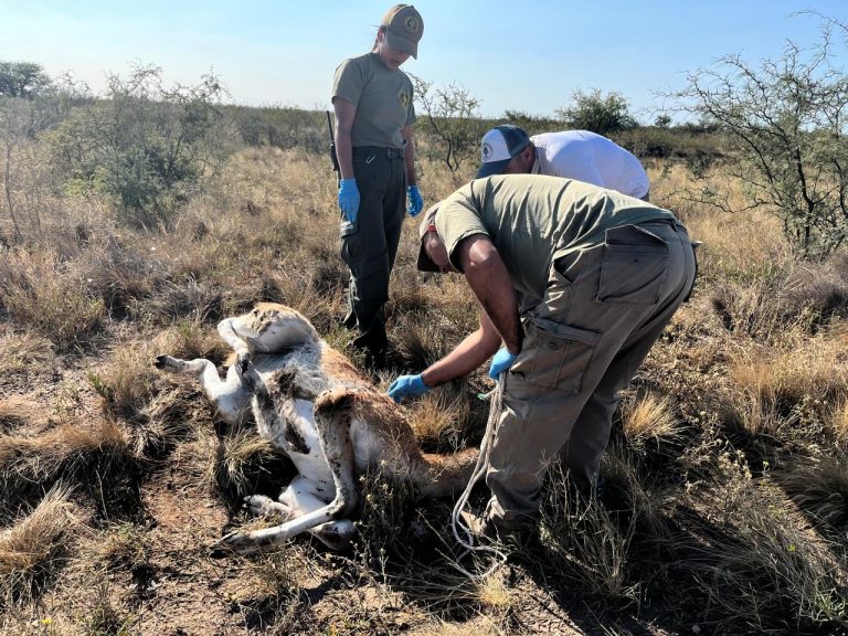 Advierten sobre el atropellamiento de fauna silvestre en el Parque Nacional Lihué Calel