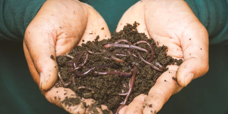 Sustratos orgánicos: la guía definitiva de una experta para un jardín saludable