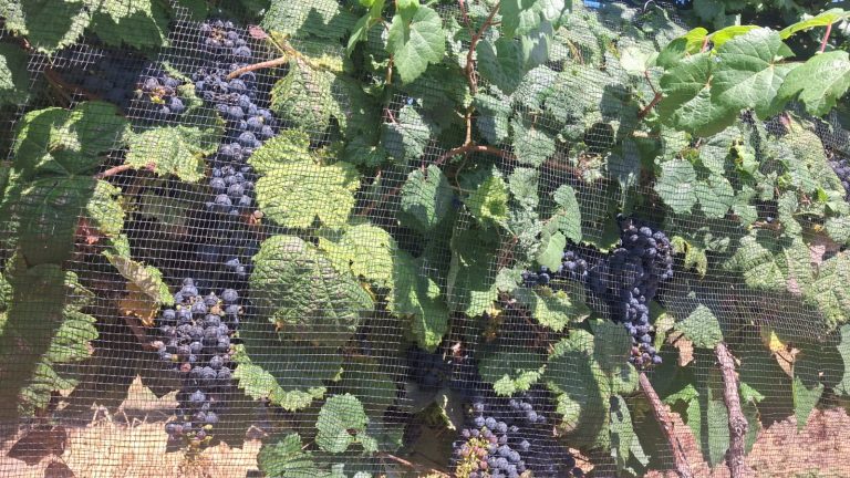 Vinos PH: el emprendimiento femenino de Pichi Huinca se prepara para una cosecha histórica