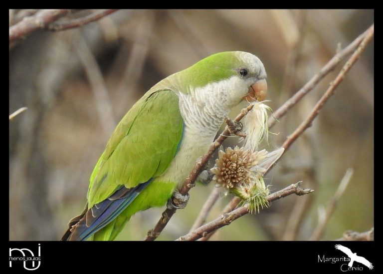 Menos jaulas – columna de aves pampeanas: La Cotorra Argentina, maestra de la imitación