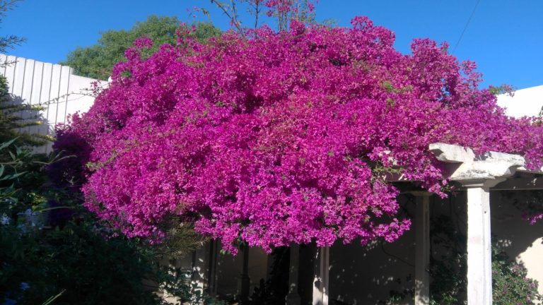 De la ilusión a la frustración: Por qué las plantas que compramos lindas terminan muriendo en pocos meses