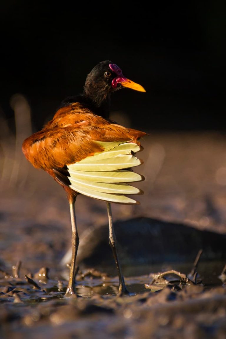 Menos jaulas-columna de aves pampeanas: La Jacana: Mandona, libre y con varios maridos