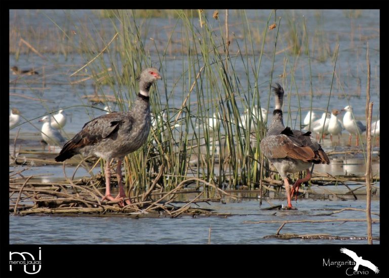 Menos jaulas – columna de aves pampeanas: Hoy les propongo conocer al Chajá (Chauna torquata).
