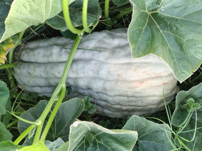 Sorpresa y alegría en el Centro de Día de Realicó: cosecharon un zapallo de casi 15 kilos