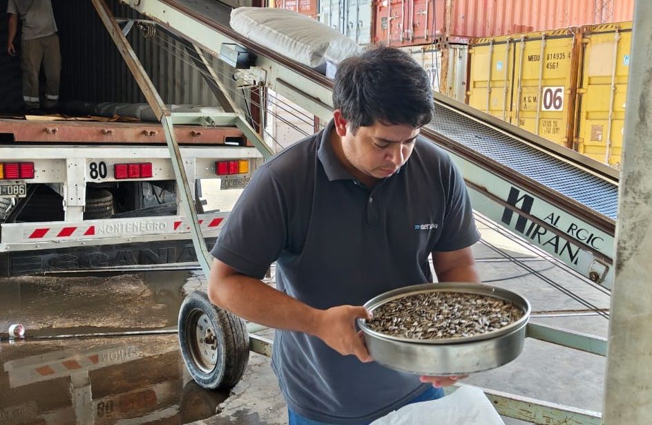 Certifican desde La Pampa la calidad de girasol para exportar a países de América Latina